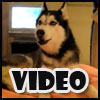 Send this great video eCard of a dog saying I love you