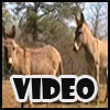 This video eCard is rude but funny.